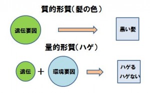 ハゲは量的形質