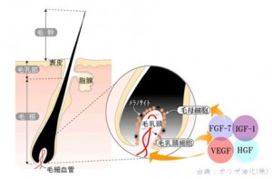 発毛の仕組み