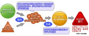 DHTが髪の毛の成長を抑制