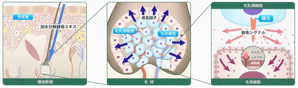 M-1育毛ミストの作用機序