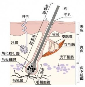 頭皮の構造