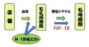 M-1育毛ミストの発毛作用