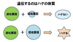 遺伝するのはハゲの体質