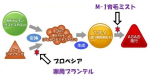 プランテルとM-1育毛ミストの作用