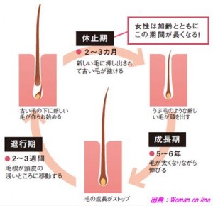 女性のパタ髪の毛サイクル