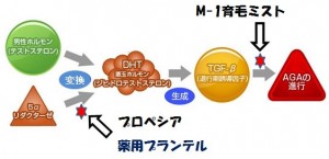 プランテルはAGAの育毛剤