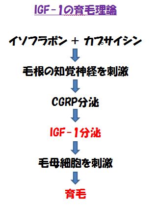 IGF-1の育毛理論の図