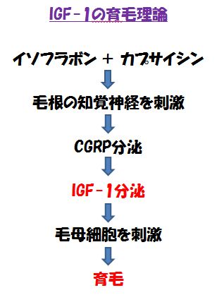 薄毛解消には睡眠時間と睡眠の質によって分泌されるIGF-1が重要