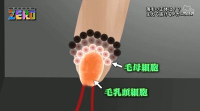 大阪大学が開発中の育毛剤は機能性ショートペプチドの育毛剤です