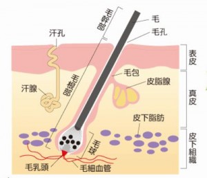 マイナチュレは産後脱毛に効果