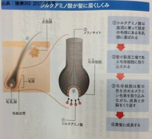 シルク微粉末には育毛効果がある