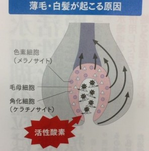 水珊瑚の粒.の薄毛育毛効果