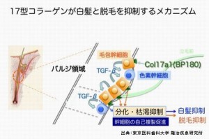 白髪を黒くしたいなら食べ物を見直し漢方薬も効果があるかも知れません