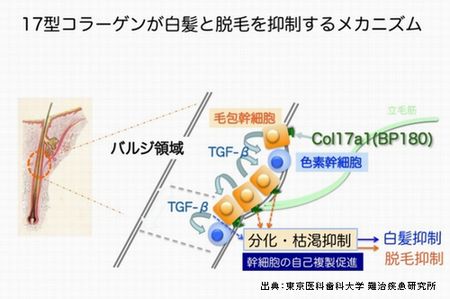 白髪の原因が判明したことで予防が可能になる