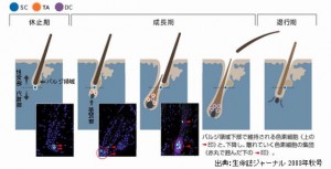 白髪を黒くするには食べ物や漢方薬が大事です