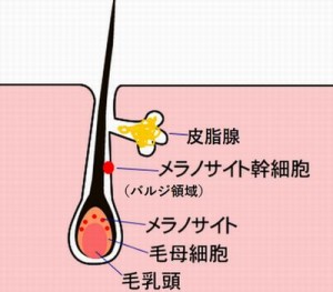 白髪の原因はメラノサイトにある