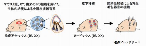 理研の成果で薄毛の再生医療が加速化