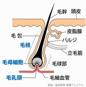 今朝のNHKは横浜国立大学が毛包の再生医療に成功したと報道しました