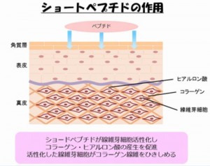 大阪大学がショートペプチドの育毛剤を開発中