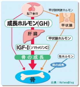 薄毛解消には睡眠の質によるIGF-1の分泌が重要