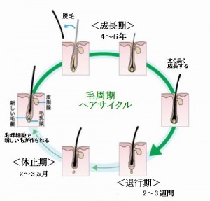 効果的な育毛には薄毛と毛周期を理解する必要がある