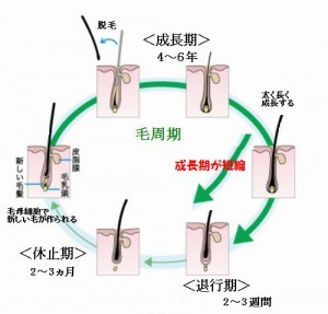 薄毛ではと毛周期（ヘアサイクル）の成長期の短縮と大きな関係がある