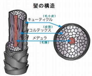 髪の毛の構造や本数は育毛の上で充分に知っておく必要があります