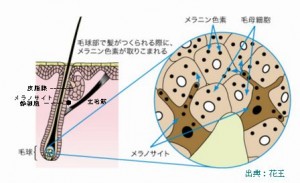 髪の毛の色とカラーリングの原理