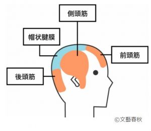 ガムを噛むと頭皮の血行が良くなり薄毛対策に良い