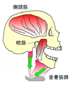 ガムは薄毛大対策に効果があることを知っていますか？