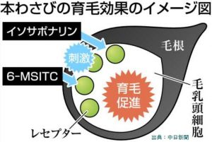 本わさびの育毛成分は毛乳頭を活性化する