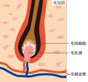 ユズは毛母細胞を活性化して育毛効果を発揮する