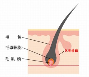 薄毛の解消には亜鉛が効果があります