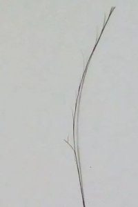 妊娠中は枝毛が多いのでキャサリン妃のように髪を切った方が良い