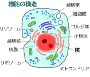 銚子の漁師はイワシが多い核酸食事法だから薄毛が少ない