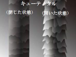 髪のキューティクルが痛むと空洞化してハリやコシがなくなる原因