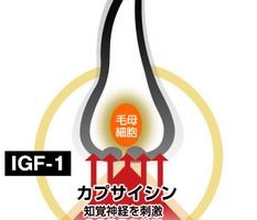 IGF-1の育毛作用