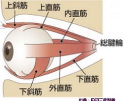 眼精疲労は筋肉