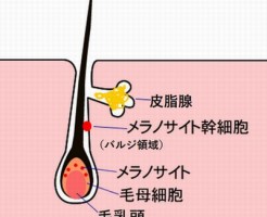 治る白髪の原因はメラノサイトにある