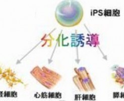 シャンテリーの幹細胞を用いた育毛エステ