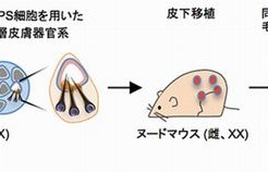 理研の薄毛の再生医療が一歩前進した