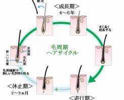 薄毛と毛周期は効果的な育毛に関係します