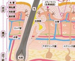 育毛するにはまずは頭皮環境を改善してください