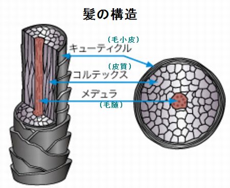 空洞化は髪のハリとコシがなくなる