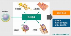 日本の毛髪再生医療