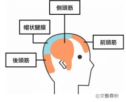 薄毛を解消したいなら頭皮の筋膜リリースがおすすめ