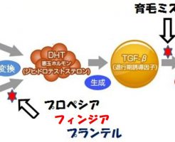 DHTホルモンだけがAGAの原因ではない