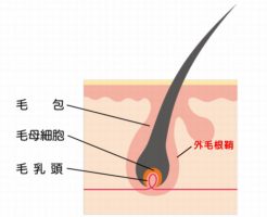 間近になった理研の頭髪再生医療