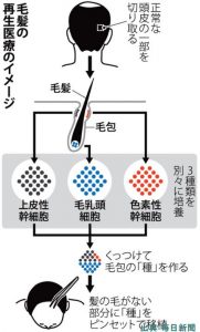 理研のプレスリリースによれば再生医療による頭髪の再生は2020年