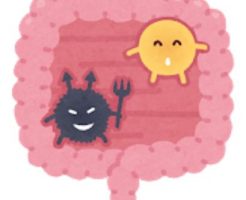 菌活で腸内環境を整えると自然に育毛が活性化される